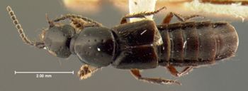 Media type: image;   Entomology 7290 Aspect: habitus dorsal view